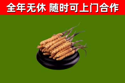 丰台区烟酒回收冬虫夏草.jpg